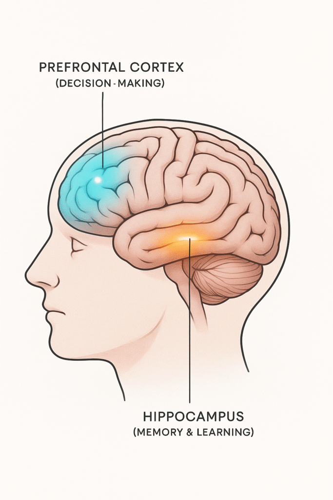 Medical diagram of the brain highlighting the prefrontal cortex and hippocampus, key areas stimulated by pickleball.